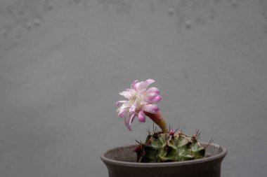 Tenceredeki bir jimnastik kaktüsü bulanık gri bir arka planda narin pembe ve beyaz bir çiçek açar..