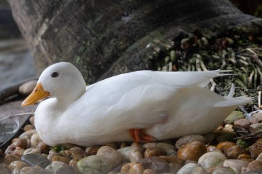 Turuncu gagalı ve ayaklı el değmemiş beyaz bir ördek. Ağaç köklerinin yanındaki çakıl taşlarından oluşan bir yatakta sakince dinleniyor..
