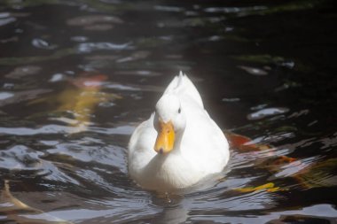 Turuncu gagalı yalnız beyaz bir ördek, yüzeyin altında bulanık altın koi balığı şekilleriyle, dalgalı bir gölette yüzer..