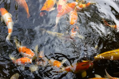 Ağızları açık üç renkli koi balığının yukarıdan görünüşü, karanlık sularda yüzerken hevesle yiyecek beklerken dalgalanmalar yaratıyor..