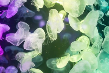 Canlı mavi ve yeşil neon ışıklarıyla aydınlatılan büyük bir grup renkli denizanasının yer aldığı büyüleyici sualtı sahnesi..