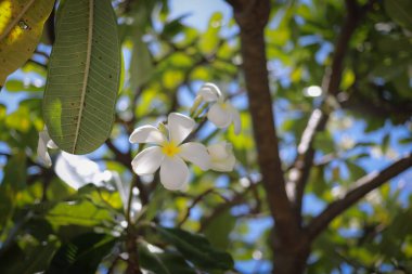 Yeşil yapraklı bir daldan sarkan narin beyaz su tesisatı çiçeklerinin yakın plan görüntüsü, açık mavi gökyüzüne karşı kurulmuş..
