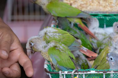 Tüylü yeşil papağan yavrularının olduğu bir sepetin yanında bir insan eli..