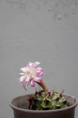Tenceredeki bir jimnastik kaktüsü bulanık gri bir arka planda narin pembe ve beyaz bir çiçek açar..