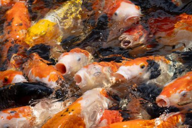 Renkli koi balıklarından oluşan yoğun bir grubun aşırı yakın çekimi ağızları açık, suyun yüzeyinde yiyecek için mücadele ederken kaotik ve aktif bir sahne yaratıyorlar..