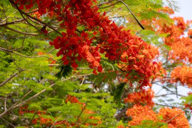 Flamboyant ağacının parlak turuncu kırmızı çiçekleri (Delonix regia), ayrıca Royal Poinciana veya Alev ağacı olarak da bilinir. Tüylü yeşil yapraklar, açık gökyüzüne karşı alevli çiçeklere karşı bir tezat oluşturuyor..