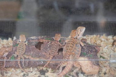 Cam bir akvaryumun içindeki bir tahta parçasında dinlenen bebek sakallı ejderhalardan oluşan bir grup pullu dokularını parlaklaştırıyor..