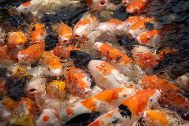 Renkli koi balıklarından oluşan yoğun bir grubun aşırı yakın çekimi ağızları açık, suyun yüzeyinde yiyecek için mücadele ederken kaotik ve aktif bir sahne yaratıyorlar..