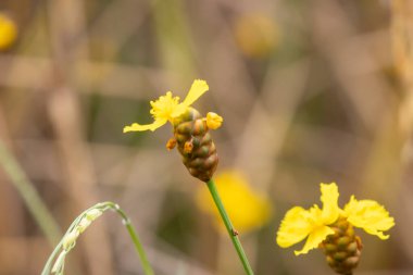 Canlı sarı bir çim çiçeğinin (muhtemelen Xyris sp.) yakın çekimi. Açılmamış bir tomurcukla, bulanık doğal bir arkaplan üzerine kurulmuş..