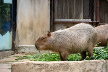 Büyük, kahverengi bir Capybara kumlu bir muhafaza üzerinde oturur ve bir çimen yaprağını kemirir. Rahatlamış ifadesi ve nazik tavrı onu hayvanat bahçesi ziyaretçileri arasında popüler bir hayvan yapıyor..
