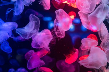 Canlı mavi ve yeşil neon ışıklarıyla aydınlatılan büyük bir grup renkli denizanasının yer aldığı büyüleyici sualtı sahnesi..