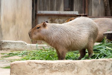 Büyük, kahverengi bir Capybara kumlu bir muhafaza üzerinde oturur ve bir çimen yaprağını kemirir. Rahatlamış ifadesi ve nazik tavrı onu hayvanat bahçesi ziyaretçileri arasında popüler bir hayvan yapıyor..