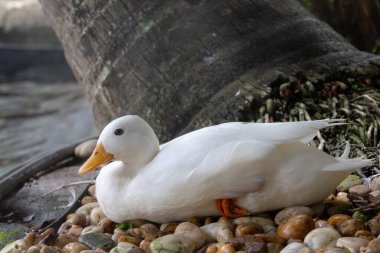 Turuncu gagalı ve ayaklı el değmemiş beyaz bir ördek. Ağaç köklerinin yanındaki çakıl taşlarından oluşan bir yatakta sakince dinleniyor..