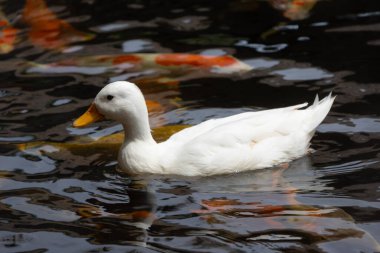 Turuncu gagalı yalnız beyaz bir ördek, yüzeyin altında bulanık altın koi balığı şekilleriyle, dalgalı bir gölette yüzer..