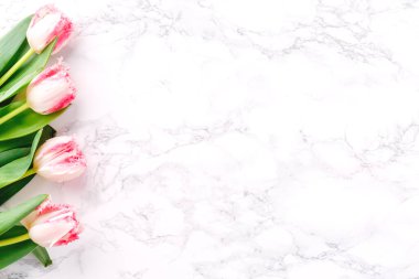 Beyaz mermer arka planda pembe laleler. Bahar ve kutlama konsepti. Boşluğu kopyala