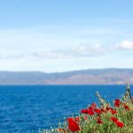 sea of poppies sea of poppies