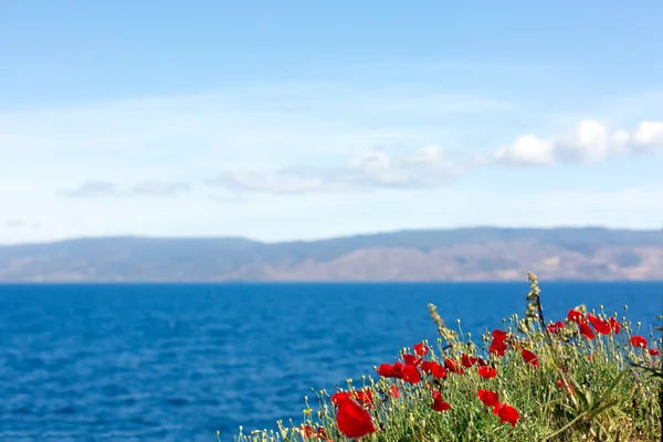 Papaveri su una costa marittima — Foto Stock