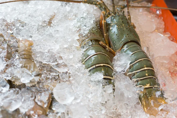 Raw crawfishes on ice — Stock Photo, Image