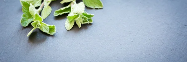 Fresh oregano on a dark stone background — Stock Photo, Image