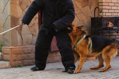 Alman çoban köpek eğitim