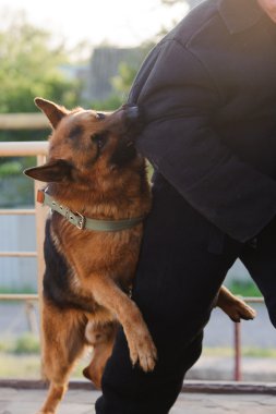 Alman çoban köpek eğitim