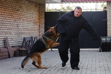 Alman çoban köpek eğitim