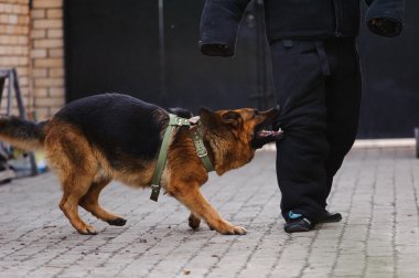 Alman çoban köpek eğitim