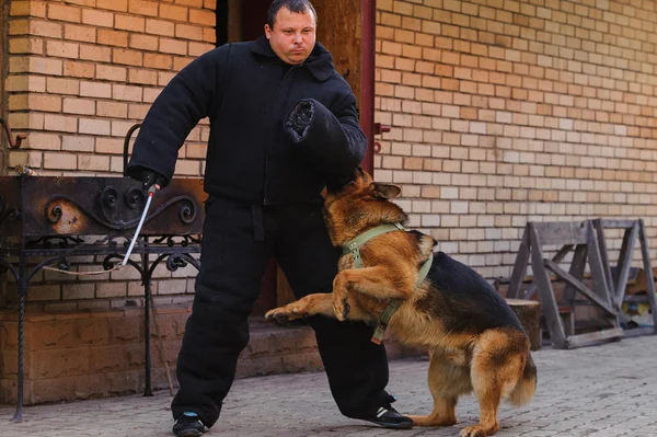 Alman çoban köpek eğitim