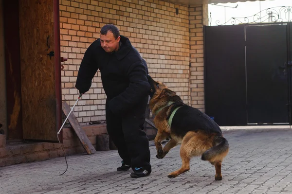 German shepherd dog in training Stock Picture