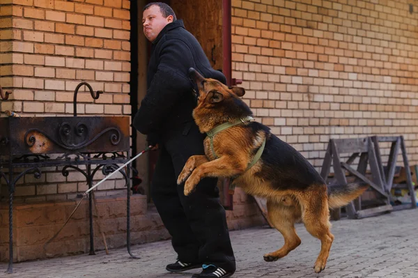 German shepherd dog in training Stock Photo