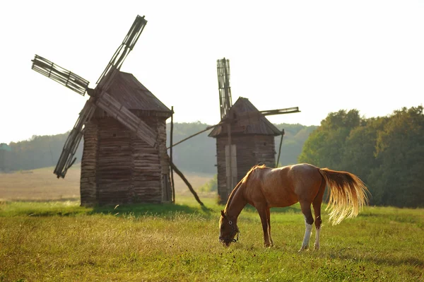 Two historic windmills in a Ukraine landscape with horse — Stock Photo, Image