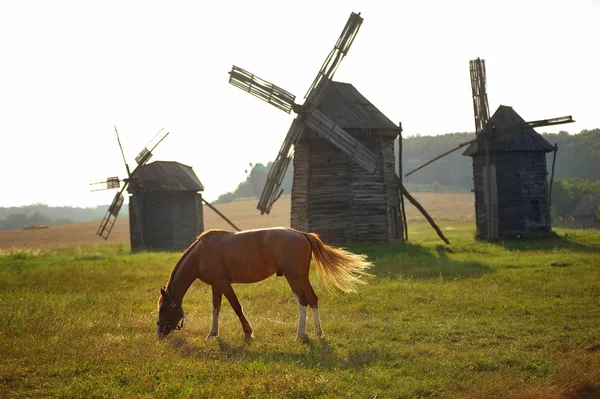 Three historic windmills in a Ukraine landscape with horse — Stock Photo, Image