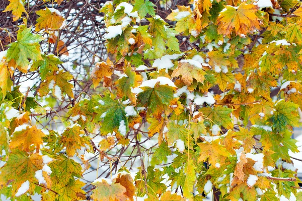 Geel autumn maple laat in de sneeuw — Stockfoto