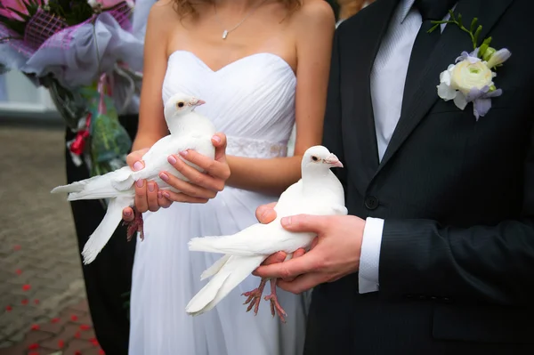 Piccioni nuziali in mani dello sposo e la sposa — Foto Stock