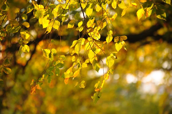 Gele herfst bladeren op een tak in het zonlicht — Stockfoto