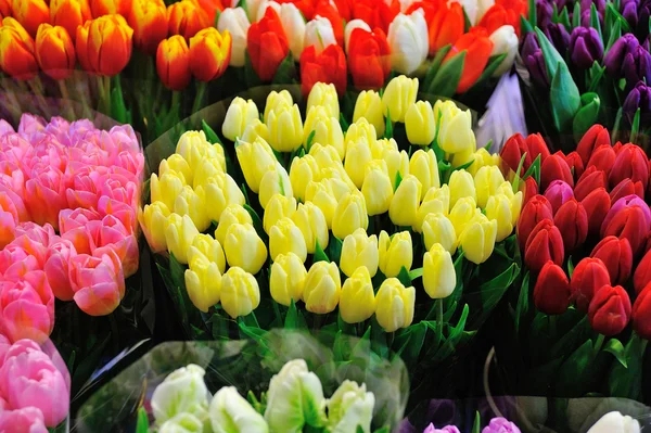 Colorful tulips on sale in flower market — Stock Photo, Image