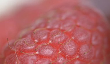 Ahududu 'nun çok yakın çekim alanı sığ. Taze kırmızı ahududu.