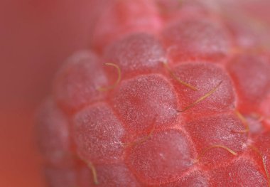 Ahududu 'nun çok yakın çekim alanı sığ. Taze kırmızı ahududu.