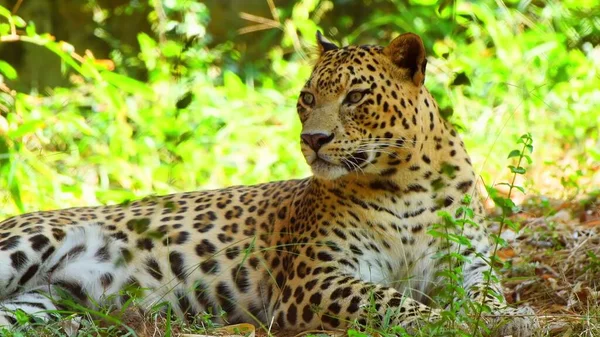 Leopardo Parque Nacional Kruger África Sul — Fotografia de Stock