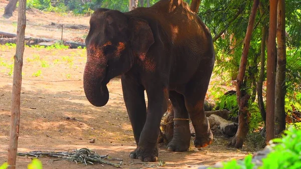 Ung Elefant Djurparken — Stockfoto