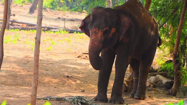 Closeup Shot Young Elephant Zoo — Stockfoto