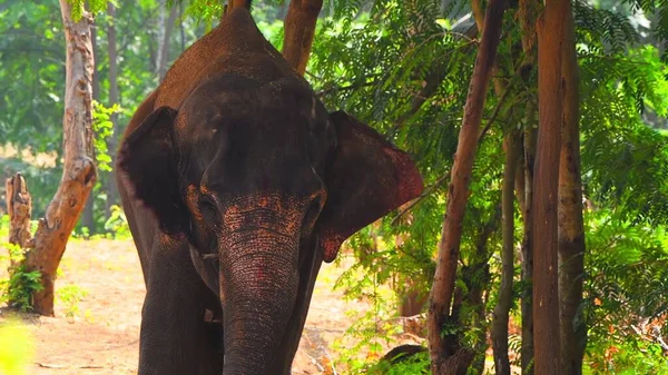 Elefant Djungeln — Stockfoto