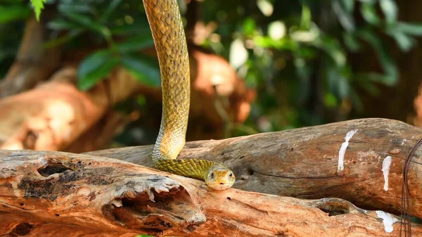 closeup shot of snake in forest
