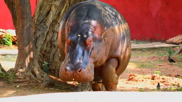 Bellissimo Ippopotamo Uno Zoo — Foto Stock