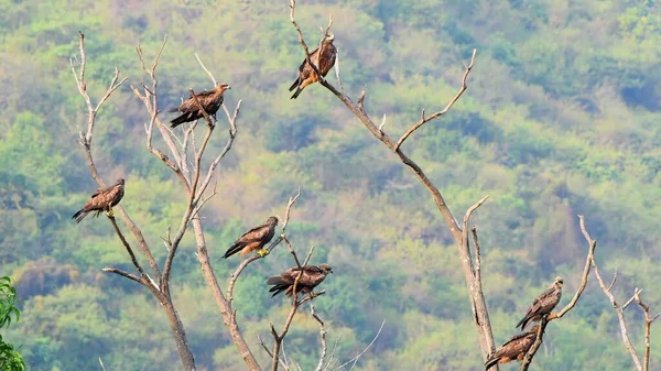 Pássaros Árvore Selva — Fotografia de Stock