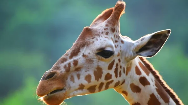 Giraff Zoo — Stockfoto