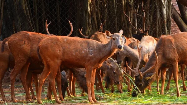 Grupo Veados Jovens Zoológico — Fotografia de Stock