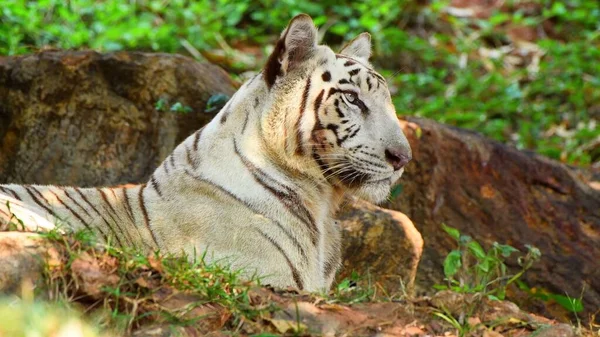 Tigre Zoológico — Fotografia de Stock