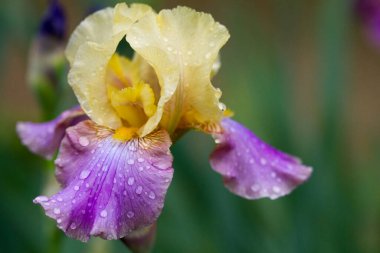 Bagatelle 'in İris çiçeği