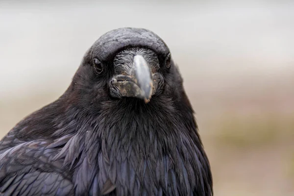 The common raven (Corvus corax) is an all-black passerine bird common in many parts of the world.
